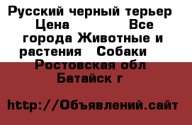 Русский черный терьер › Цена ­ 35 000 - Все города Животные и растения » Собаки   . Ростовская обл.,Батайск г.